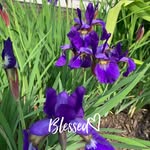 Iris Lambiase Randolph - @irisrandolph - Instagram