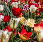 Iris Rath - Facebook