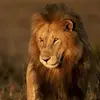 Irish Stone Rath - @irish.stone.rath - TikTok