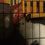 Iris Reese - @gertytherabbit - Instagram
