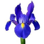 Iris Register - @iris.register - Instagram