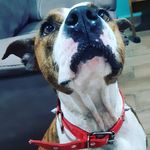 Iris_Reich - @krystal_reich_hdz - Instagram