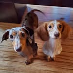 Iris & Rhea - @dachshund.goddesses - Instagram