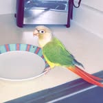 Iris Riggs - @irisdabird - Instagram