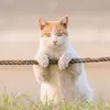 Funny Videos - @irisrobertson1977 - TikTok