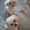 iris robertson - @iris.robertson5 - TikTok