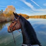 Wanderreiten Isenhof - @irisroensch - Instagram