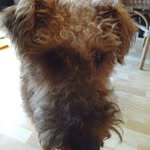 joelle Lecoyer - @rogan_the_irish_terrier - Instagram