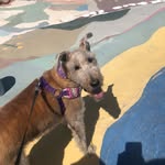 Rogan Harris - @irish_terrier_rogan - Instagram