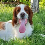 Rogan - @rogan.the.irish.setter - Instagram