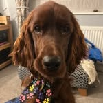 Rogan - @rogan_the_irish_setter - Instagram