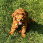 Rooney Rauch - @rooney_the_irishdoodle - Instagram
