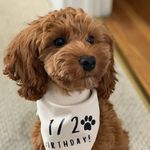 Rooney - @rooney_theminiirishdoodle - Instagram