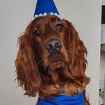 Rooney the Irish Setter - @rooneytheirishsetter - Instagram