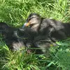 Feathers and freckles farm - @irish_roots_farm - TikTok
