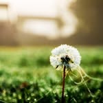 iris roots - @iris.roots - Instagram