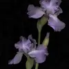 orrisrootiris - @orrisrootiris - TikTok