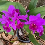 Iris Rossiter - Facebook