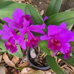 Iris Rossiter - Facebook