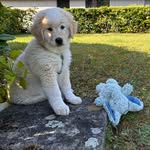 Yori - @irisrothlisberge - Instagram