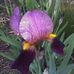 Iris Rowan - Facebook