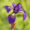 iris.rowan - @iris.rowan - TikTok