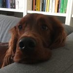 🐾Rudolph🐾 - @rudolph_the_irishsetter - Instagram
