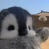 Iris - @iris.russo27 - TikTok