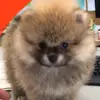 irisfrusu1 - @irisfrusu - TikTok