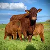 Irish_Salers - @irish_salers - TikTok