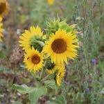 Iris Schäfer - @schaeferiris_fotogalerie - Instagram