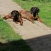 Iris Scherer - Facebook