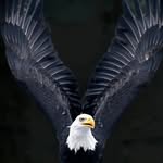 Iris Schneider - @schneiders.nature - Instagram
