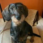 Iris Schreiber - @hvirisschreiber - Instagram