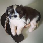 Iris Schuster - @iris.schuster.359 - Instagram