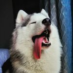 Iris Shah - @greyfurrr - Instagram