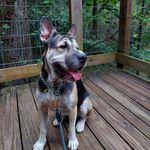 iris - @iris.lou.sharpei - Instagram