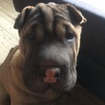 Iris Maske - @irismaske_sharpei - Instagram
