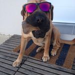 iris_sharpei - @iris_sharpei - Instagram