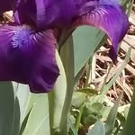 Iris Sherman-Boemker - @shermanboemker - Instagram