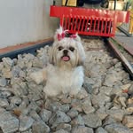 Iris ❤️ - @iris_shihtzu012 - Instagram
