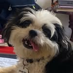 ❥Iris Daniela❀ - @iris_shihtzu - Instagram
