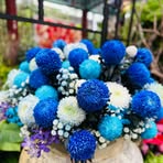 Iris Shih - Facebook