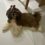 @iris_shih__tzu - Instagram