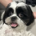 Íris | Shih Tzu 🌈 - @auauiris - Instagram