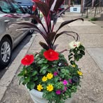 Iris Shoemaker - Facebook