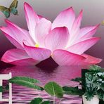 Iris Singh - Facebook