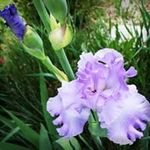 Iris Sloan - @soogiemuti - Instagram