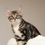 ❤️ Я котёнок Люсик ❤️ - @iris_small_cat - Instagram
