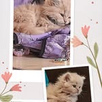 Iris kitten 😸 - @iris_smallworld21 - Instagram